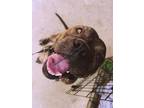 Adopt CHOCO PIE a Pit Bull Terrier, Mixed Breed