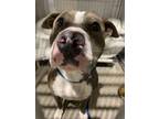 Adopt Toyota a Pit Bull Terrier, Mixed Breed