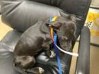 Adopt Nick a Pit Bull Terrier, Mixed Breed