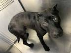Adopt John Wick a Pit Bull Terrier, Mixed Breed