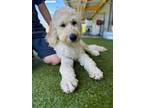 Adopt Weller a Standard Poodle, Mixed Breed