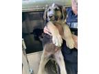 Adopt 55894178 a German Shepherd Dog, Mixed Breed