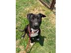 Adopt Dio a Pit Bull Terrier, Mixed Breed