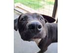 Adopt Dio a Pit Bull Terrier, Mixed Breed