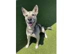 Adopt Max a German Shepherd Dog, Mixed Breed