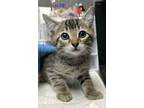 Adopt Beefy a Domestic Short Hair