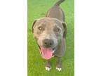 Adopt Bo a Pit Bull Terrier, Mixed Breed
