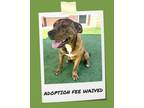 Adopt Banana Bread a Pit Bull Terrier, Mixed Breed