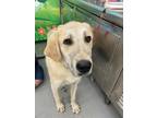 Adopt CONWAY a Great Pyrenees, Mixed Breed