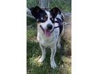 Adopt Tico a Cattle Dog, Mixed Breed