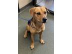 Adopt 55865387 a Harrier, Mixed Breed