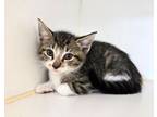 Adopt LANDON a Domestic Short Hair