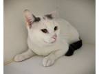 Adopt LUKA a Domestic Short Hair