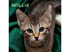 Adopt Willie a Tabby