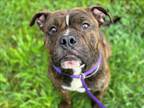 Adopt CHINO a Staffordshire Bull Terrier, Mixed Breed