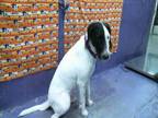 Adopt OLLIE a German Wirehaired Pointer, Mixed Breed