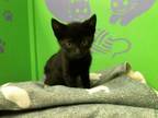 Adopt ANDRE a Domestic Short Hair