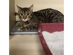 Adopt Buster a Domestic Short Hair