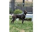 Adopt COAL a Labrador Retriever, Great Dane