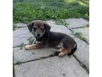 Adopt Pippin Pup: Pip a Dachshund