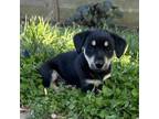 Adopt Pippin Pup: Pedro a Dachshund
