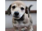 Adopt Pippin Pup: Pierre a Dachshund