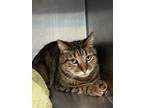 Adopt Kitsu a Domestic Short Hair