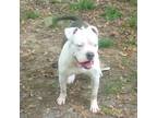 Adopt Mayzin a Pit Bull Terrier