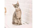 Adopt French a Domestic Short Hair