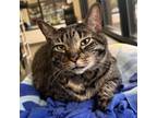 Adopt Brewster a Domestic Short Hair