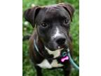 Adopt Jasper a Pit Bull Terrier, Hound