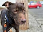 Adopt KANE a Labrador Retriever, Cane Corso