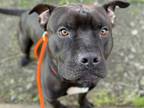 Adopt ALBERT a Pit Bull Terrier