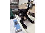 Adopt WALNUT a Pit Bull Terrier, American Eskimo Dog