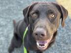 Adopt FANG a Labrador Retriever