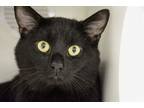 Adopt GIMSON a Domestic Short Hair