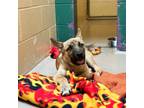 Adopt Toby a Shepherd, Mixed Breed