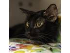 Adopt Wisconsin a Domestic Short Hair