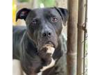 Adopt Stallone Stray Hold 5/15 a Mixed Breed