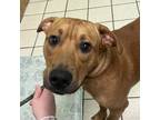 Adopt Jet a Mixed Breed