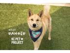 Adopt Ranger a Siberian Husky, Mixed Breed