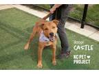 Adopt Castle a Mixed Breed