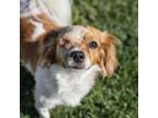 Adopt Darcy a Cavalier King Charles Spaniel