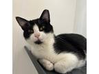 Adopt David - City of Industry Location a Domestic Short Hair