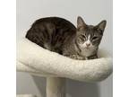 Adopt Muna (C000-177) - City of Industry Location a Domestic Short Hair