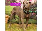 Adopt Lucas a Pit Bull Terrier