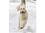 Adopt Ronnie a Standard Poodle