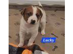 Adopt Gidget pup - Lucky a Cattle Dog