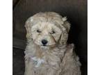 Cavapoo Puppy for sale in Iron Mountain, MI, USA
