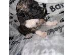 Aussiedoodle Puppy for sale in Harwood, TX, USA